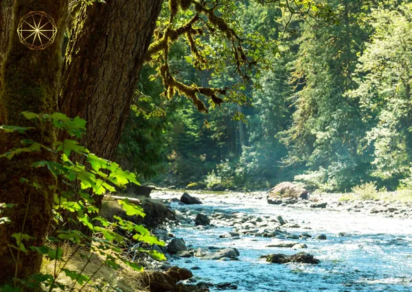 Biofeedback Scan and Rife Frequency Therapy